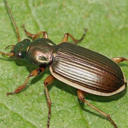 Chlaenius spoliatus